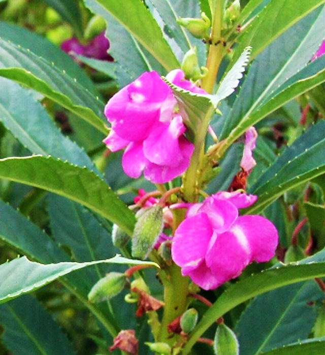 ホウセンカ（鳳仙花）の写真