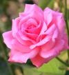 ピンク色のバラ（薔薇）の写真