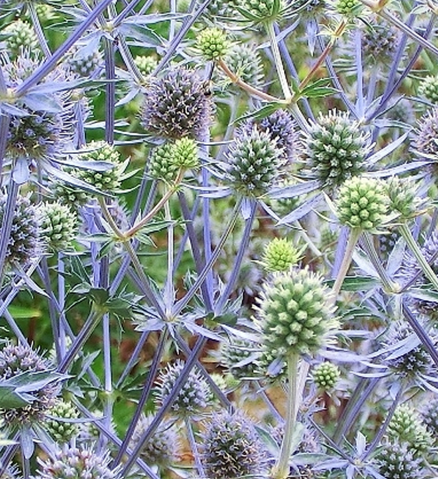 エリンジウムの花言葉と誕生花 花の持つ言葉