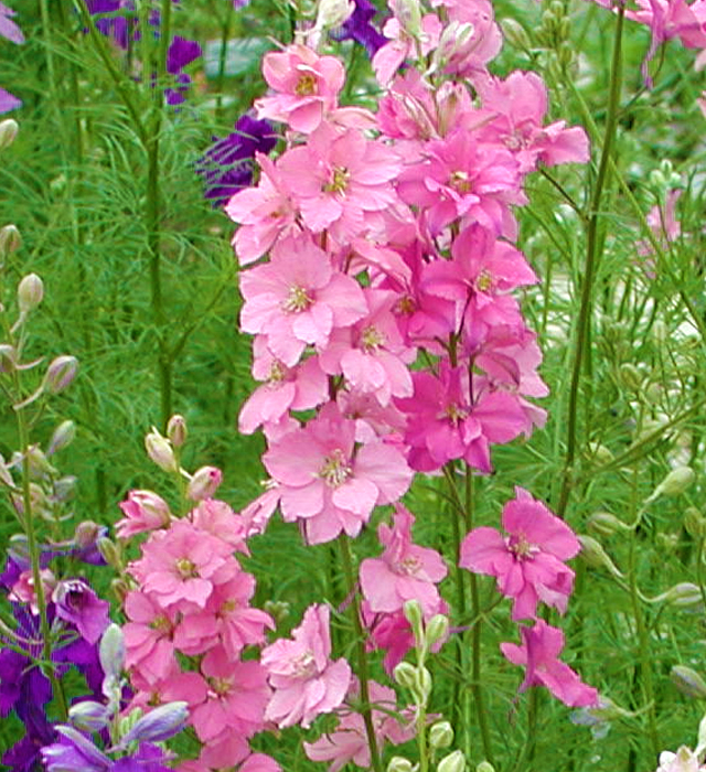 ピンク色のラークスパーの花言葉と誕生花 花の持つ言葉