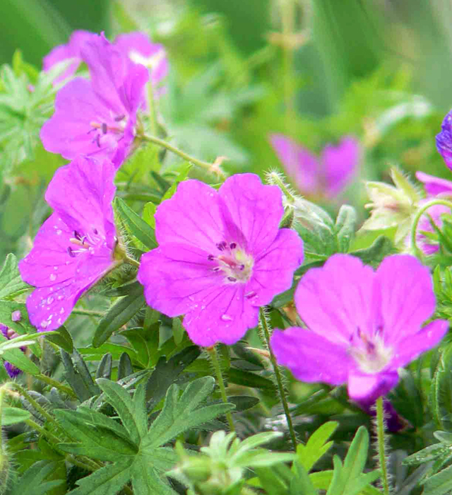 フウロソウ 風露草 の花言葉と誕生花 花の持つ言葉