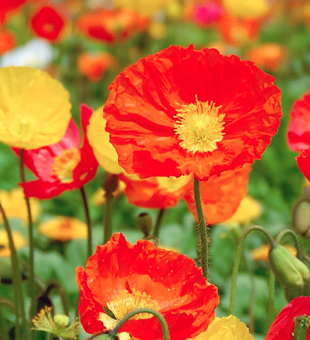 ポピーの花言葉と誕生花 花の持つ言葉