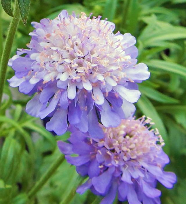 スカビオサの花言葉と誕生花 花の持つ言葉