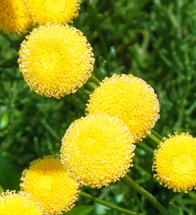 サントリナの花言葉と誕生花 花の持つ言葉