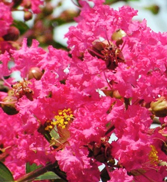 サルスベリの花言葉と誕生花 花の持つ言葉