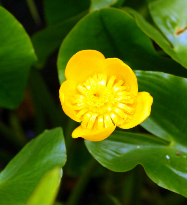 コウホネ 河骨 の花言葉と誕生花 花の持つ言葉