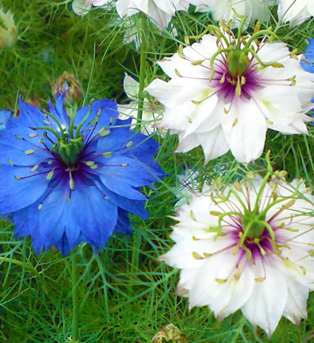 ニゲラの花言葉と誕生花 花の持つ言葉