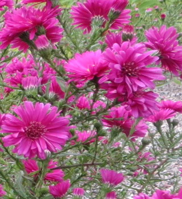 アスターの花言葉と誕生花 花の持つ言葉