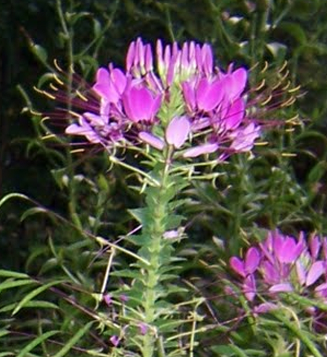 クレオメの花言葉と誕生花 花の持つ言葉