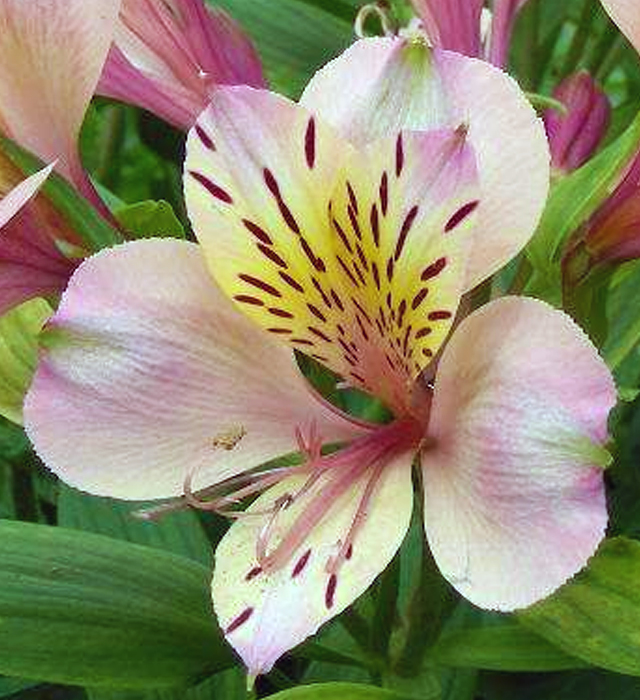 アルストロメリアの花言葉と誕生花 花の持つ言葉