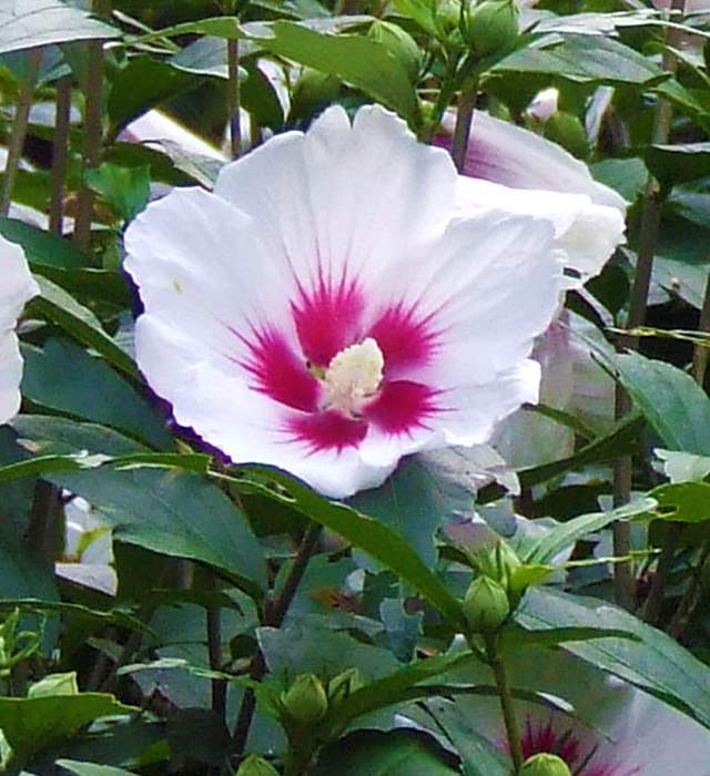 ムクゲ 木槿 の花言葉と誕生花 花の持つ言葉