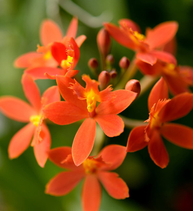 エピデンドラムの花言葉と誕生花 花の持つ言葉