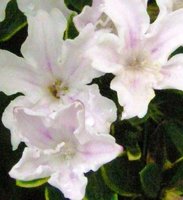 ハクチョウゲ（白丁花）の花言葉と誕生花－花の持つ言葉