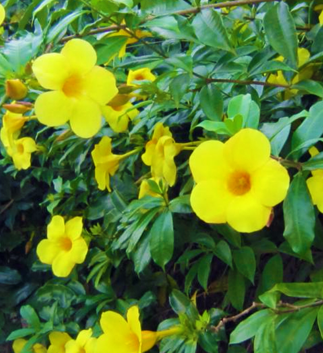 アラマンダの花言葉と誕生花 花の持つ言葉