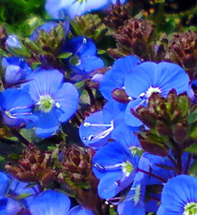 ベロニカオックスフォードブルーの花言葉と誕生花 花の持つ言葉