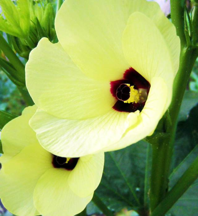 オクラ 秋葵 の花言葉と誕生花 花の持つ言葉