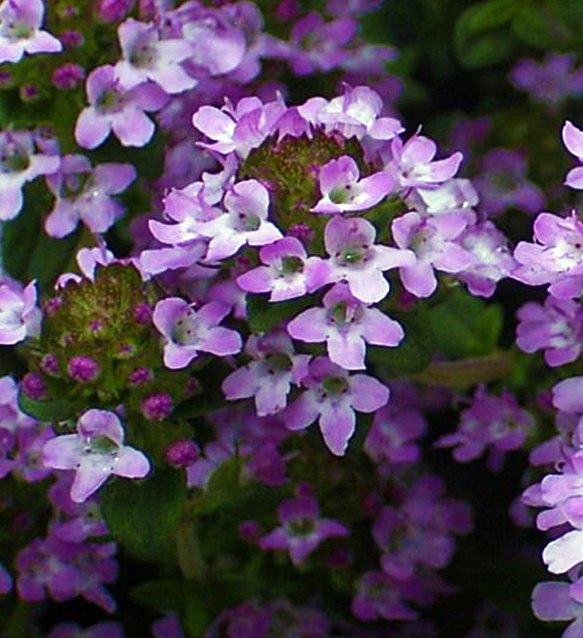 タイムの花言葉と誕生花 花の持つ言葉