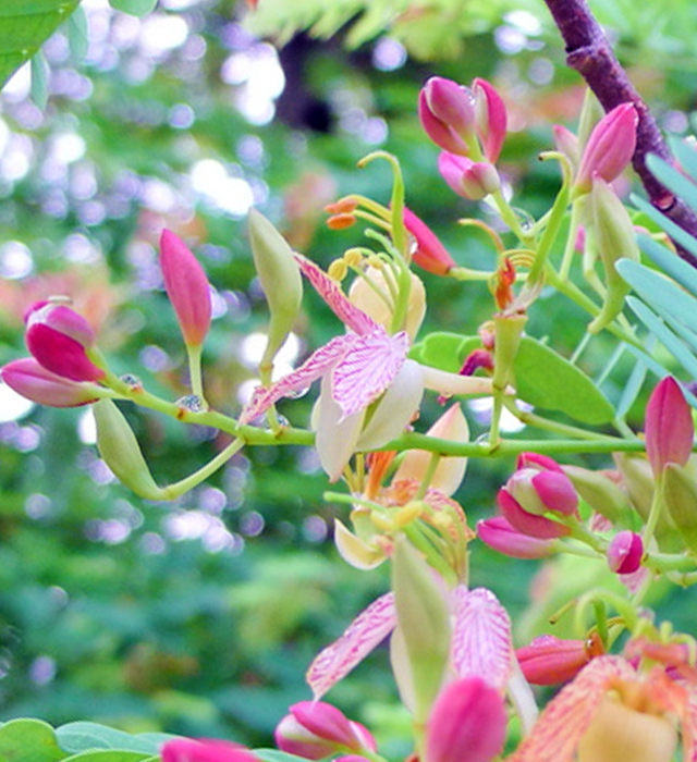 タマリンドの花言葉と誕生花 花の持つ言葉