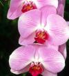 ピンク色のファレノプシス/コチョウラン(胡蝶蘭）の写真