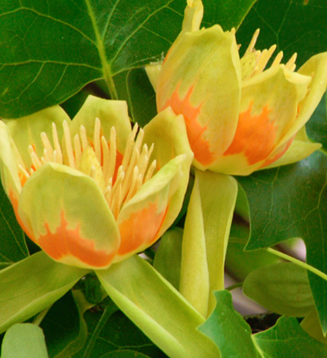 ユリノキ ユリの木 の花言葉と誕生花 花の持つ言葉