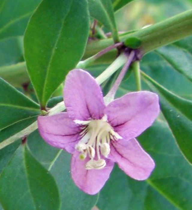 クコ 枸杞 の花言葉と誕生花 花の持つ言葉