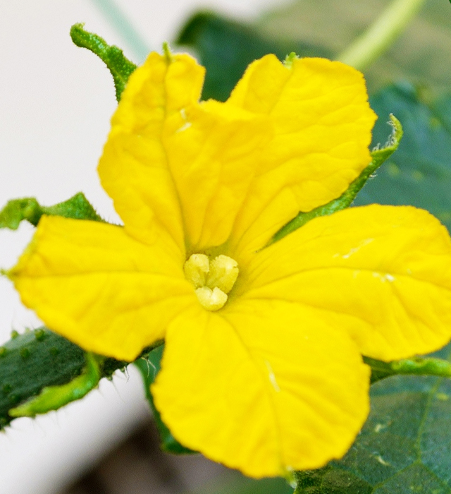 キュウリ 胡瓜 の花言葉と誕生花 花の持つ言葉