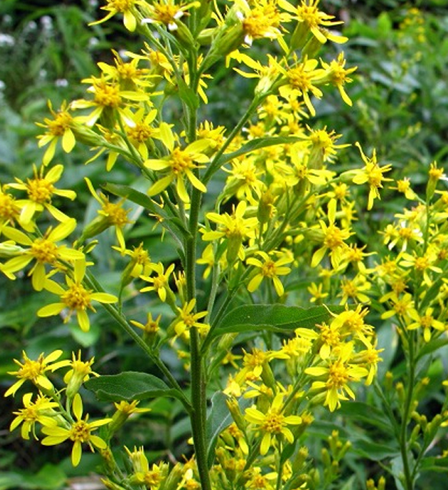 アキノキリンソウ 秋の麒麟草 の花言葉と誕生花 花の持つ言葉