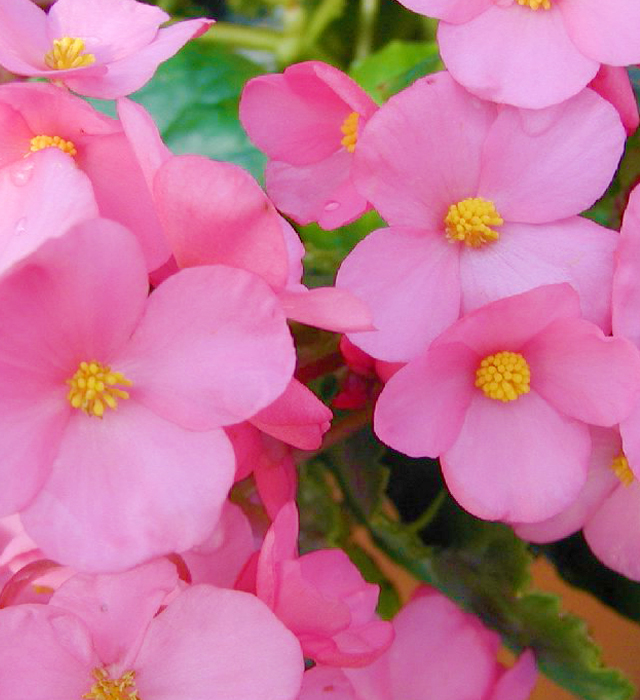 言葉 ベゴニア 花 ベゴニアの花言葉｜花の種類や季節、開花時期は？