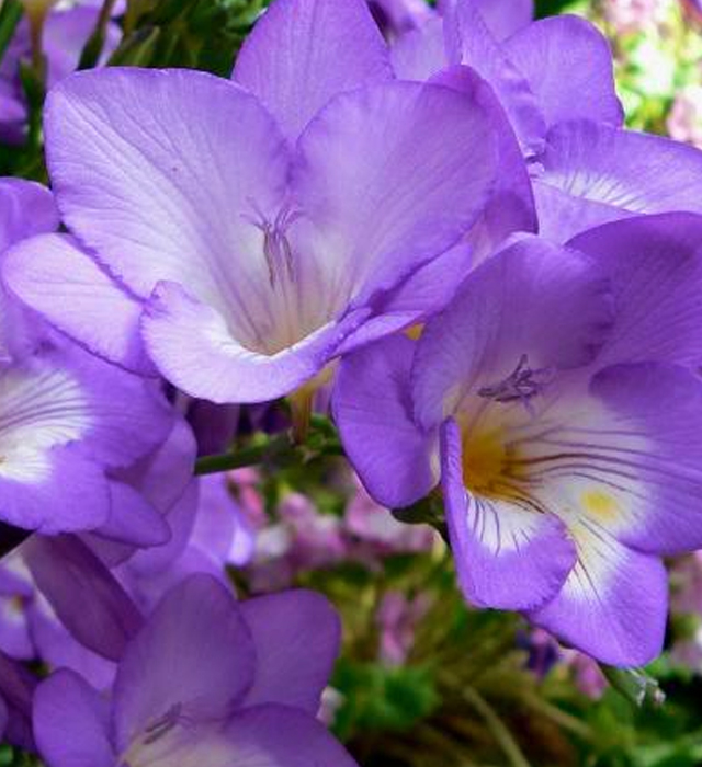 紫色のフリージアの写真