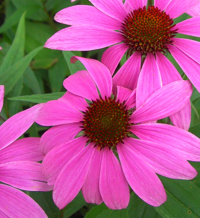 エキナセアの花言葉と誕生花 花の持つ言葉