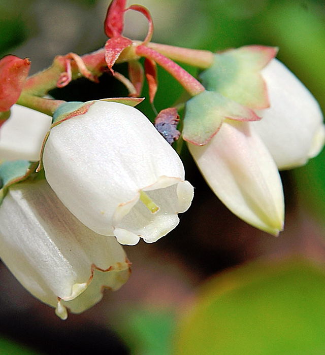 ブルーベリーの花言葉と誕生花 花の持つ言葉