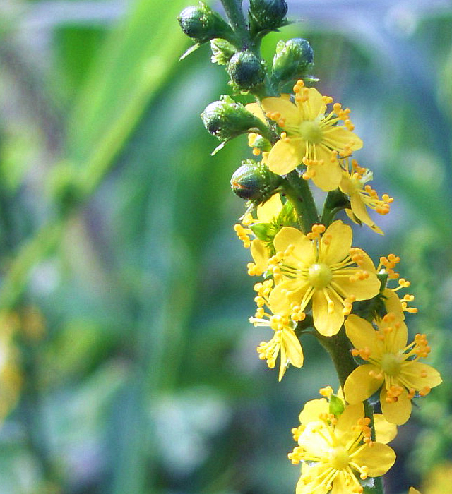 キンミズヒキ 金水引 の花言葉と誕生花 花の持つ言葉