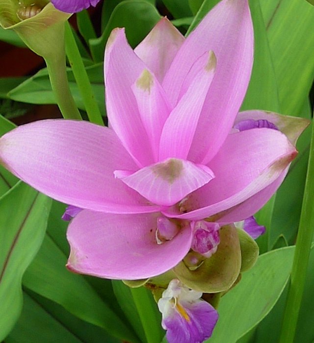 クルクマ シャロームの花言葉と誕生花 花の持つ言葉