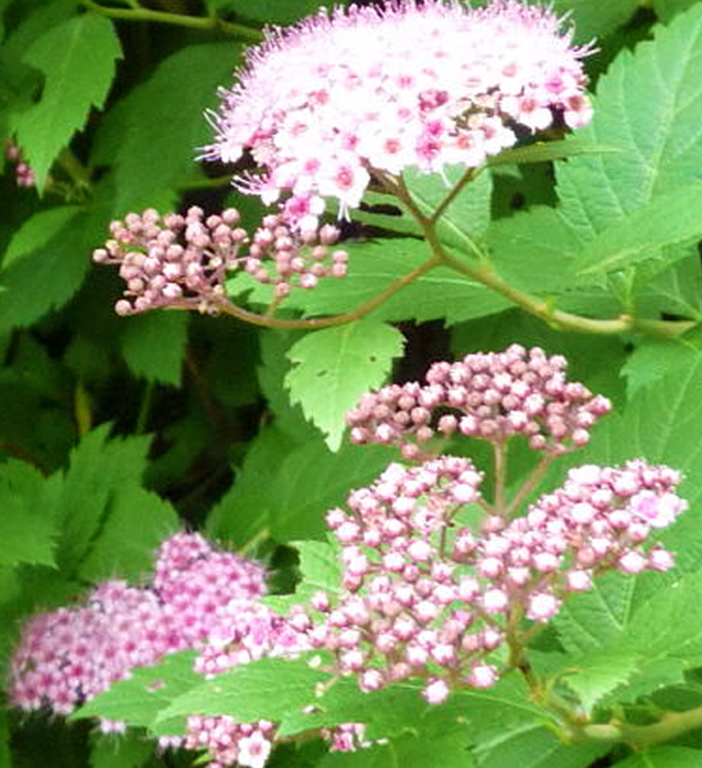 シモツケ 下野 の花言葉と誕生花 花の持つ言葉