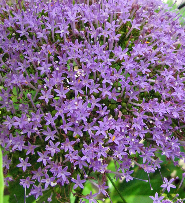 ユウギリソウ 夕霧草 の花言葉と誕生花 花の持つ言葉