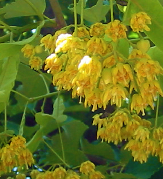 ボダイジュ 菩提樹 の花言葉と誕生花 花の持つ言葉