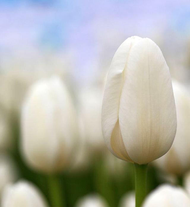 チューリップ 白 の花言葉と誕生花 花の持つ言葉