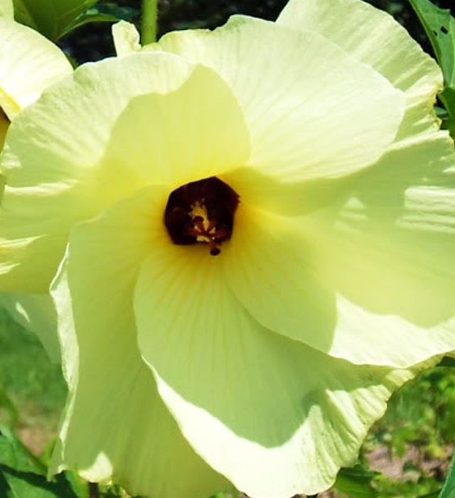 トロロアオイ（黄蜀葵）の写真