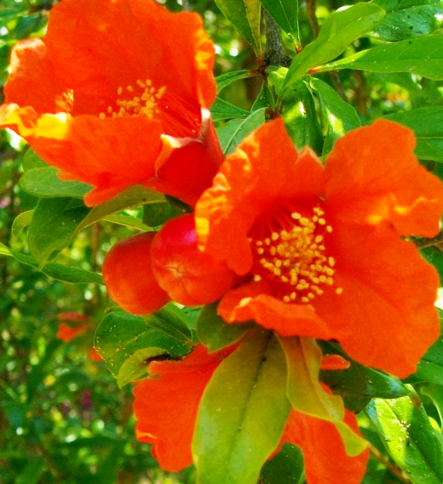 ザクロ 柘榴 の花言葉と誕生花 花の持つ言葉