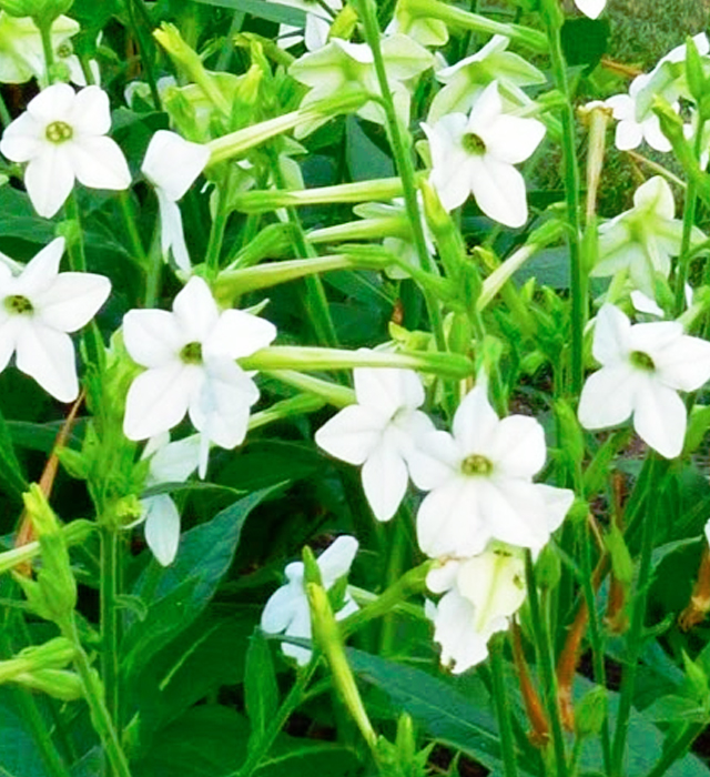 ニコチアナの花言葉と誕生花 花の持つ言葉