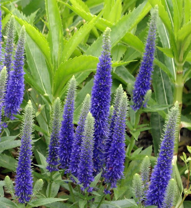 ベロニカの花言葉と誕生花 花の持つ言葉