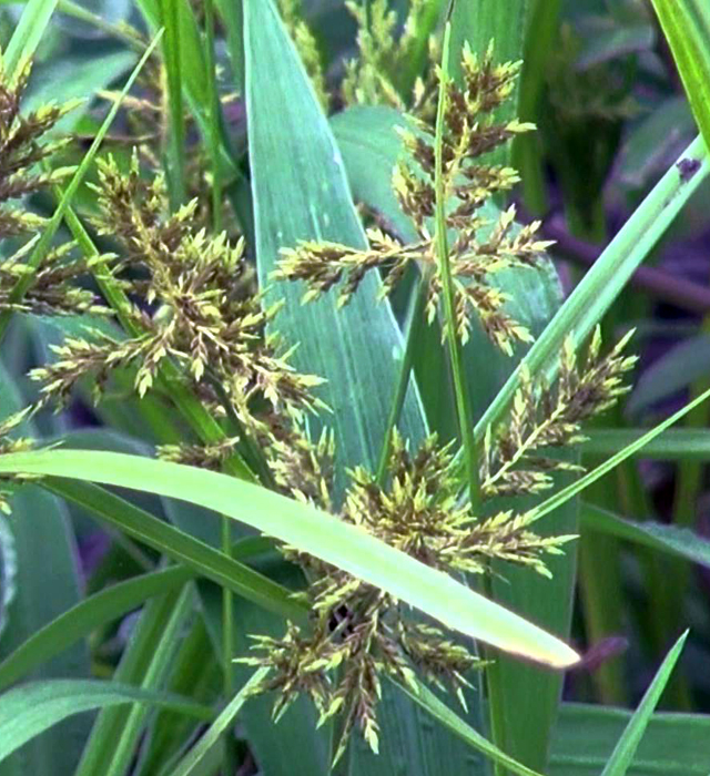 カヤツリグサ 蚊帳吊り草 の花言葉と誕生花 花の持つ言葉