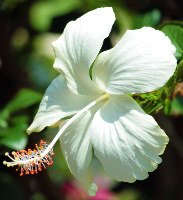 白色のハイビスカスの花言葉と誕生花 花の持つ言葉