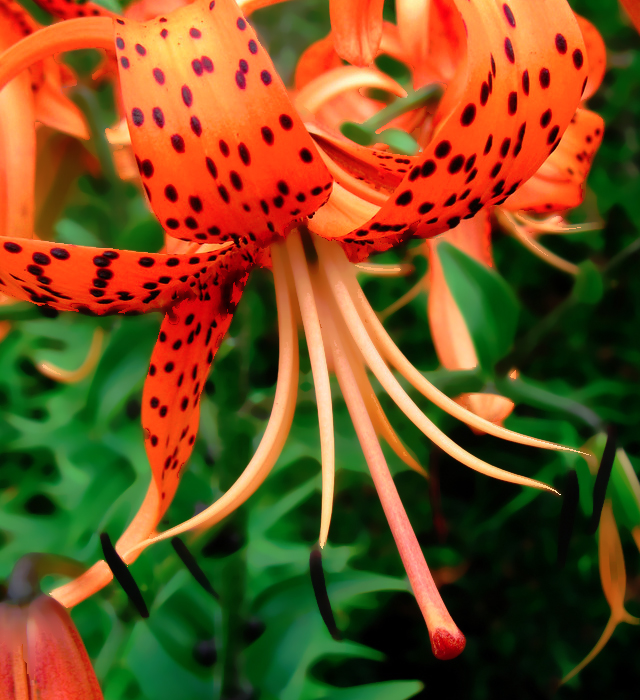 オニユリ 鬼百合 の花言葉と誕生花 花の持つ言葉