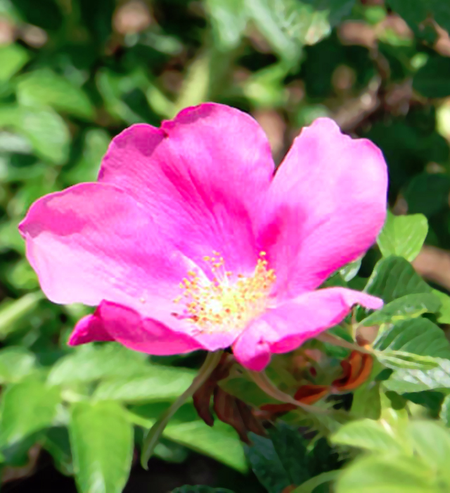 ハマナス 浜梨 の花言葉と誕生花 花の持つ言葉