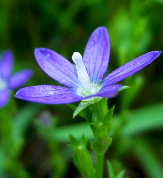 キキョウソウ 桔梗草 の花言葉と誕生花 花の持つ言葉