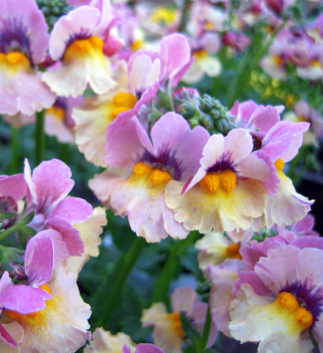 ネメシアの花言葉と誕生花 花の持つ言葉