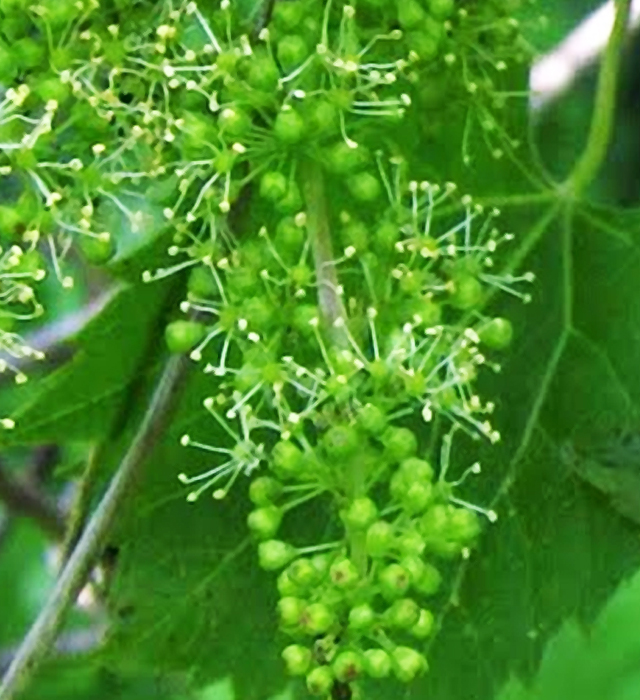 ブドウ 葡萄 の花言葉と誕生花 花の持つ言葉