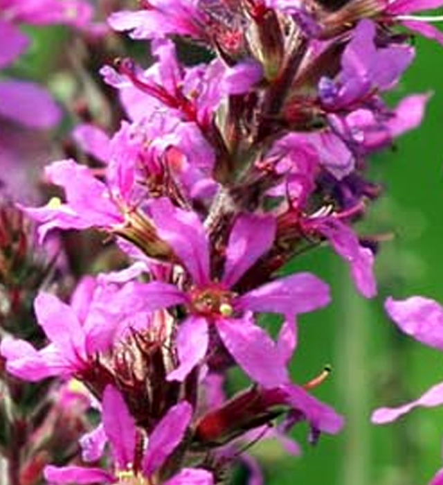 ミソハギ 禊萩 の花言葉と誕生花 花の持つ言葉