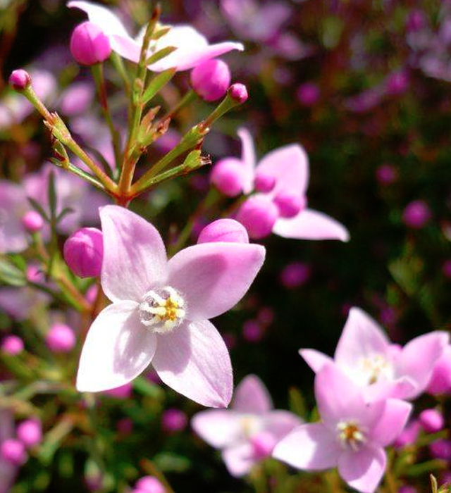 ボロニアの花言葉と誕生花 花の持つ言葉